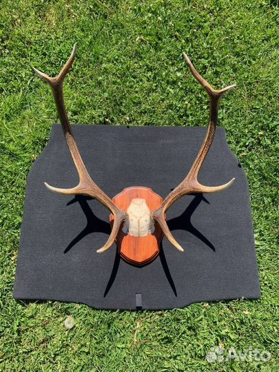 Рога в баню, беседку, частный дом