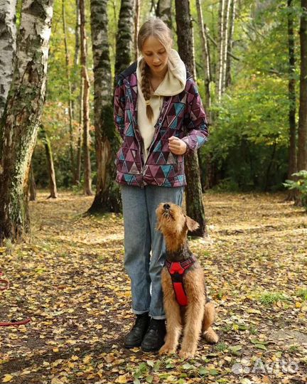 Выгул собак и зооняня