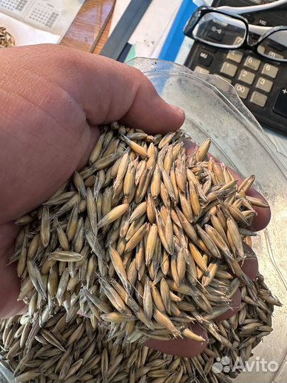 Овес кормовой