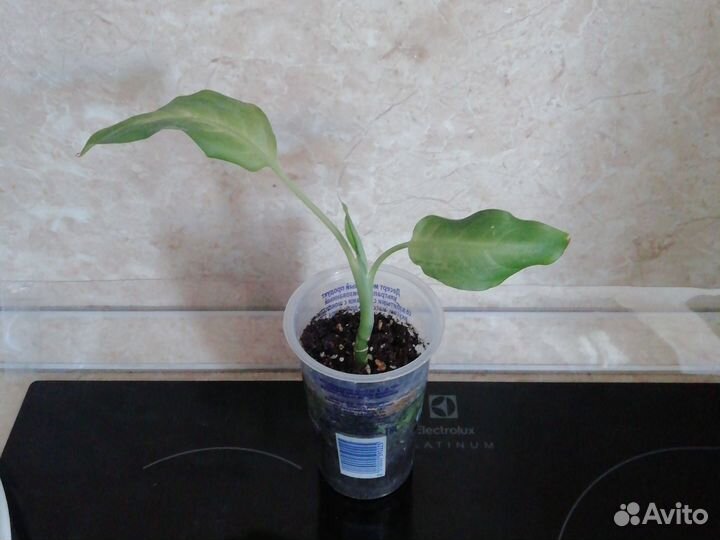 Диффенбахия