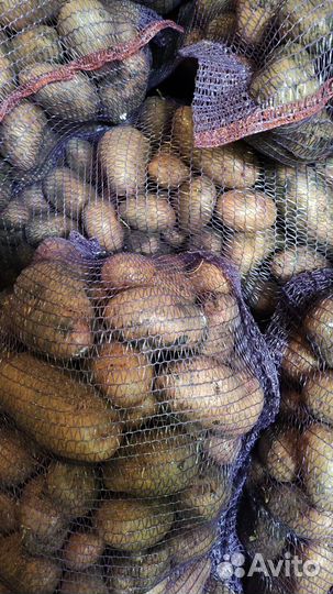 Продам картошку