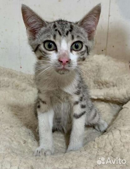 Кошка в дар бесплатно