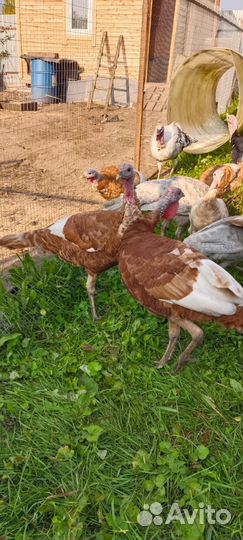 Индюшки Ред Бурбон на племя