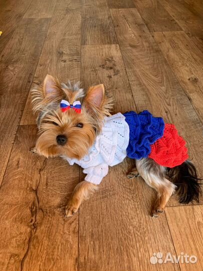 Одежда для маленьких пород собак