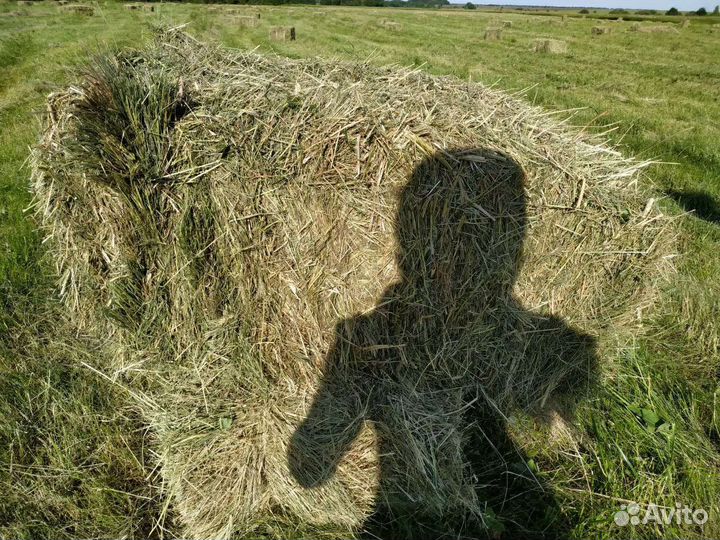 Сено в тюках