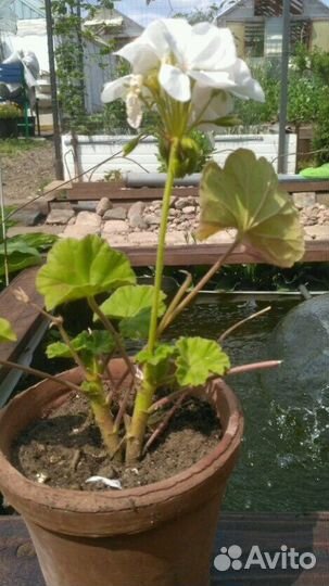 Герань пеларгония разная