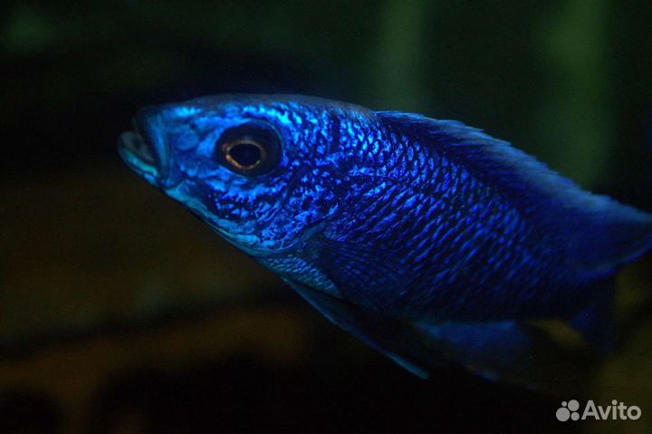 Африканские цихлиды из Волгограда