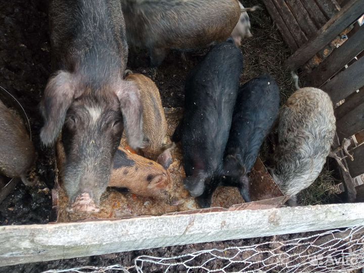 Манголица+ Ландрасы