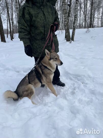 Молодая собака скучает в приюте