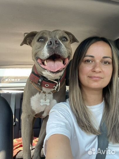 Кинолог. Дрессировка и воспитание собак