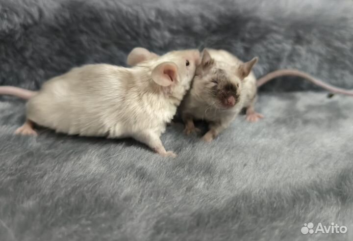 Декоративные сатиновые мыши