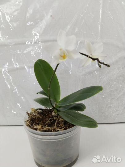 Орхидея фаленопсис мини