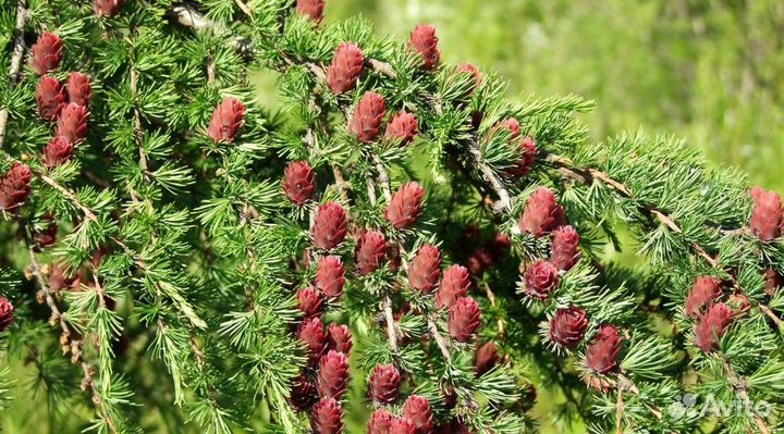 Лиственница сибирская