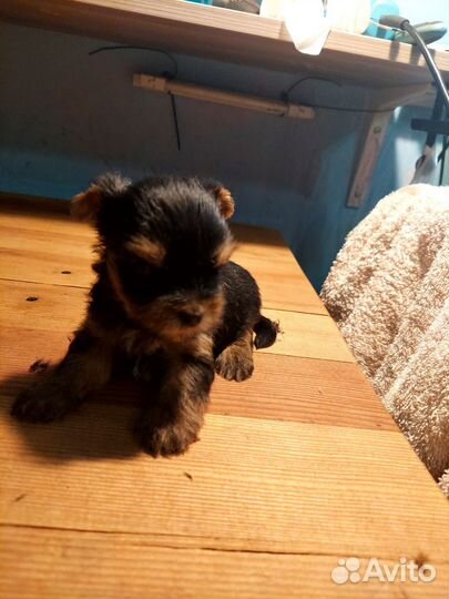 Йоркширский терьер мини щенки