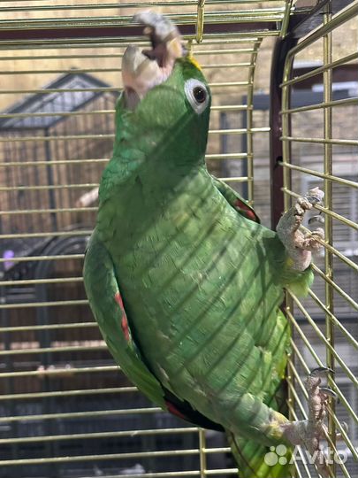 Попугай Амазон