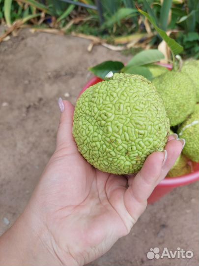 Маклюра адамово яблоко