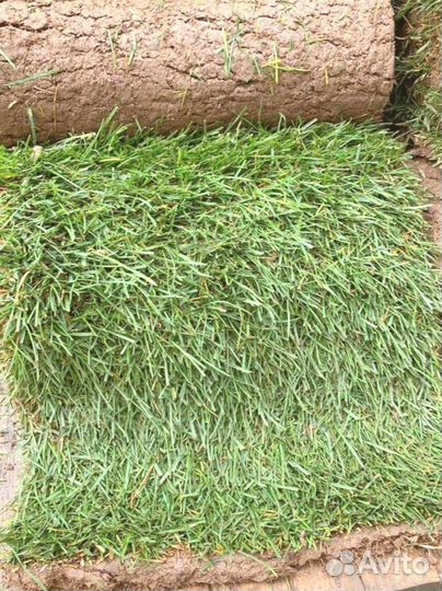 Рулонный газон