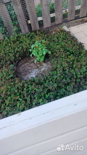 Почвопокровные растения