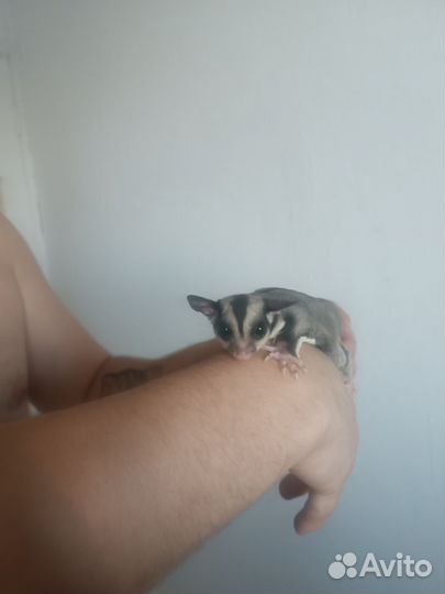 Передержка грызунов