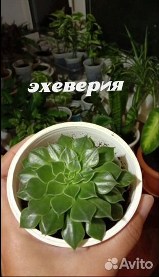 Комнатные цветы