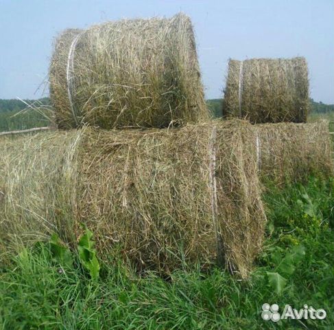 Зерно пшеница