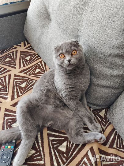 Продам кота