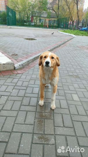 Собака в добрые руки