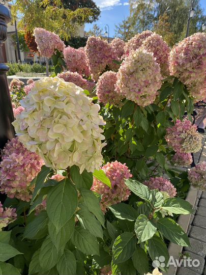 Оператор пк 1С