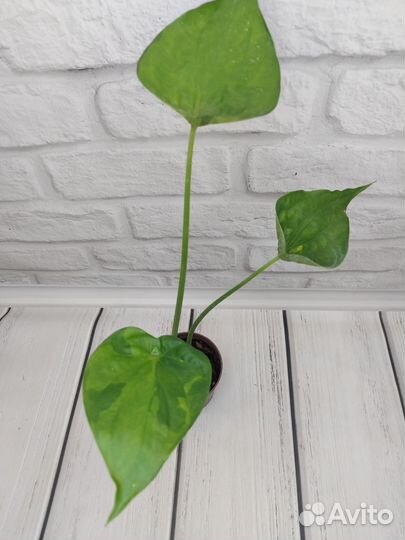 Монстера тайское созвездие, алоказия куккулата