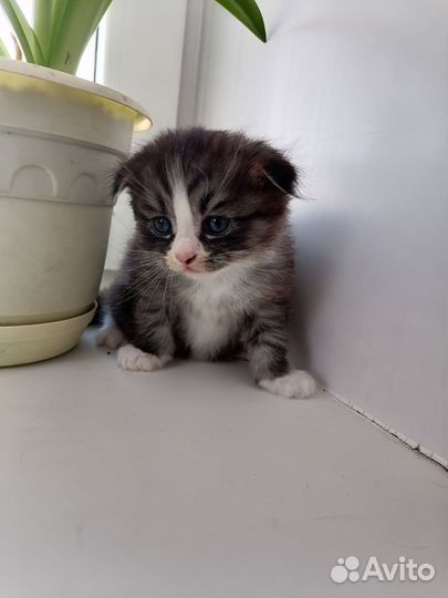 Шотландские вислоухие котята