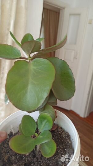 Комнатные цветы