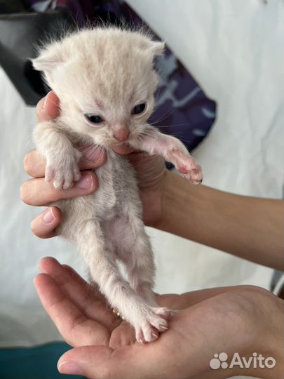 Кошка и котята