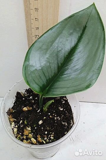 Комнатные растения цветы