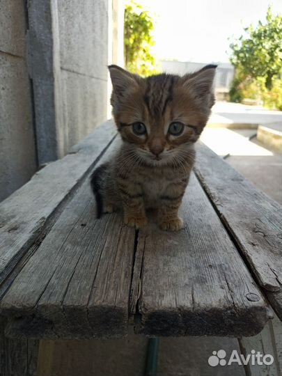 Котенок в добрые руки