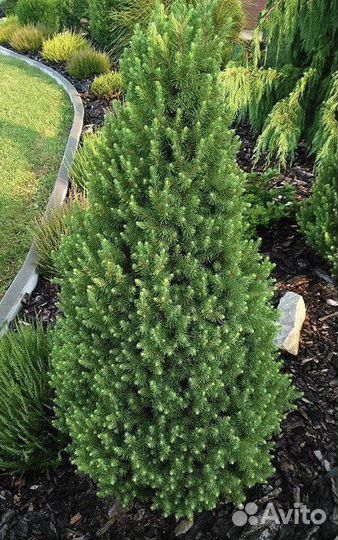 Ели канадские