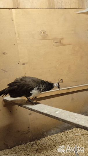 Продаю павлина