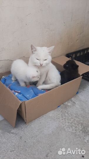 Котята в добрые руки