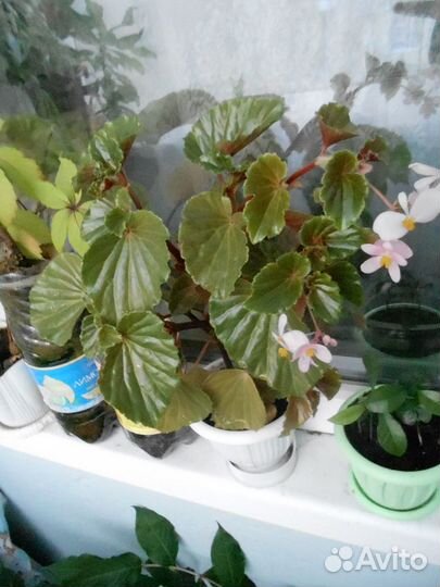 Корневища пеларгонии/герани, берёзки.Бегония.Обмен