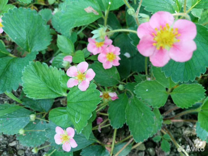 Саженцы Клубники Пинк Панда и др