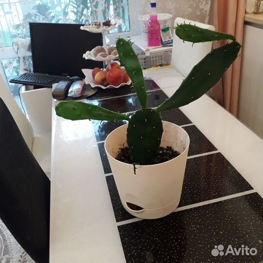 Продам цветы домашние