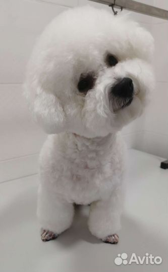 Груминг стрижка собак и кошек