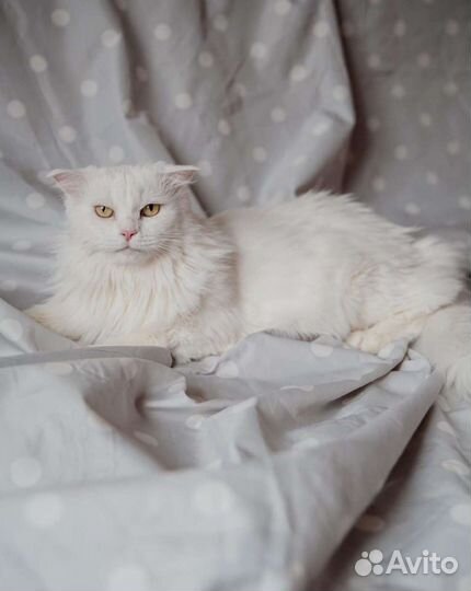 Шикарная кошка в дар