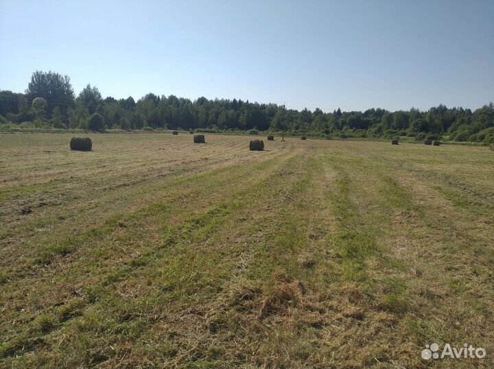 Сено в рулонах 350кг 2024года