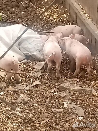 Продам поросят