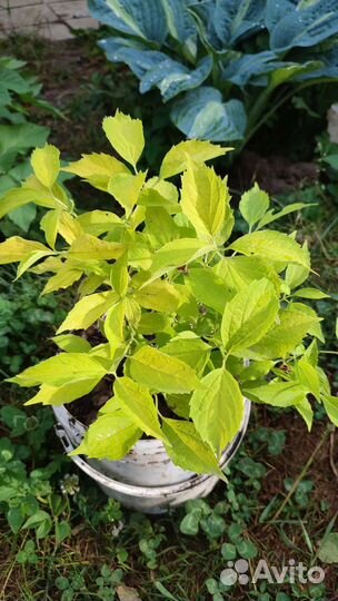 Редкие растения для сада