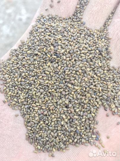 Семена многолетних трав оптом и в розницу