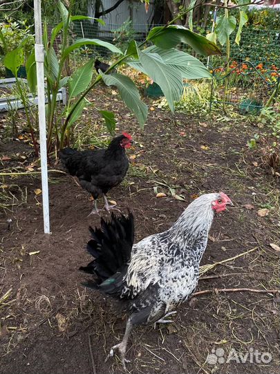 Петухи