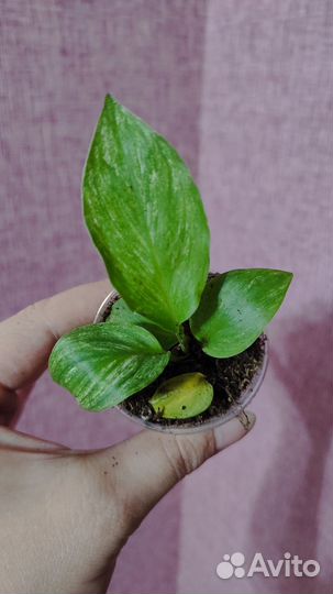 Спатифиллум сенсация вариегатный