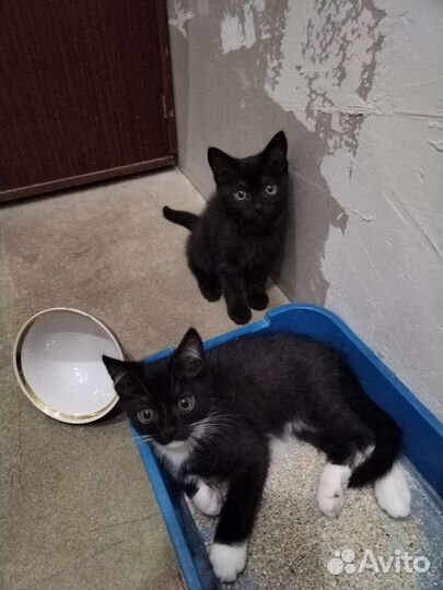 Кошки в добрые руки бесплатно