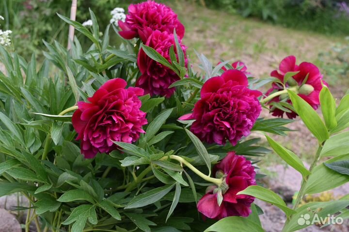 Пион Руба Плена